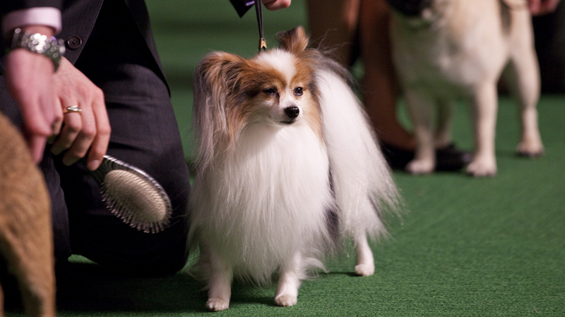 Illustration for article titled Elegant Updos and Classy Coats at the Westminster Dog Show